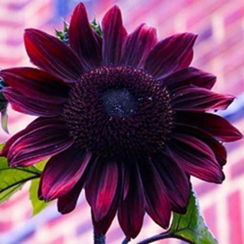 Purple Sunflower Seeds for Planting - 50 Heirloom Non GMO Chocolate Cherry Flower Seeds Plant & Grow Home Outdoor Annual Garden - 1 Packet