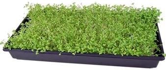 Cabbage Seeds - Golden Acre - 1 Oz - Non-GMO, Heirloom, Open Pollinated - Vegetable Garden, Micro Greens