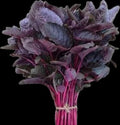 Premium Quality Red Amaranth ॥Lal Shak Seeds ॥ Altapetti Bangladeshi Lal Shak Seeds 100 Grams