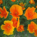 Outsidepride California Poppy Seed - 1/4 LB