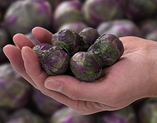 Brussels Sprouts Rosella Purple Seeds Heirloom Vegetable for Planting Non GMO 100 Seeds