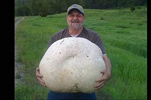 KIRA SEEDS - Giant Puffball Mushrooms Spores - Heirloom - GMO Free