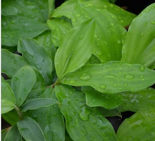 100pcs Insulin Plant Seeds, Green Medicinal Herb for Planting, Easy-to-Grow Outdoor & Home Garden Seeds, Natural Wellness, Ayurvedic Herb for Blood Sugar Control, Organic Herbal Plant Seeds
