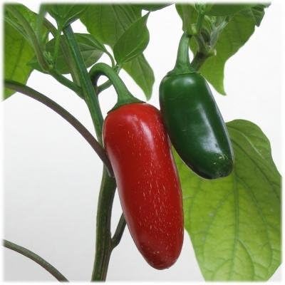 Ohio Heirloom Jalapeno Pepper Seeds for Planting - Grown in 2025 for 2026 Harvest, Heirloom Seeds for Home Garden Vegetables with 85% Germination Rate, Spicy, Versatile, & Open-Pollinated, 75+ Seeds
