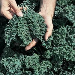 Kale Vates Blue Curled Great Heirloom Vegetable Bulk 30,000 Seeds by Seed Kingdom