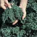 Kale Vates Blue Curled Great Heirloom Vegetable 2,000 Seeds