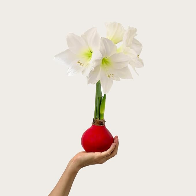 Waxed Amaryllis Bulb - Red Wax White Blooms, No Water Needed, Extra-Large Indoor Winter Flower, New Years, Galentine & Valentine Holiday Gift