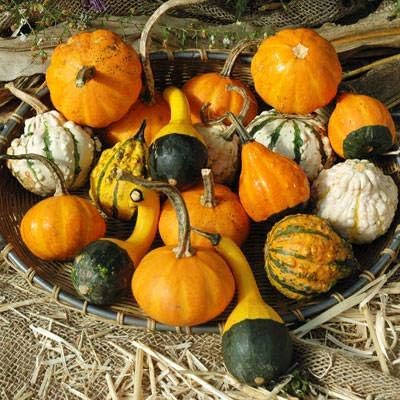 Small Gourd Mix Seeds to Grow | 25+ Seeds | Grow Your Own Fall Decor