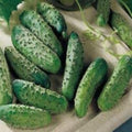 Cucumber National Pickling Great Heirloom Vegetable by Seed Kingdom Bulk 1 Lb Seeds