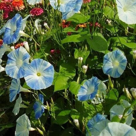 Eden Brothers Morning Glory Seeds - Flying Saucers, Non-GMO Seeds for Planting, 1 oz | Low-Maintenance Flower Seeds, Plant During Spring, Zones 1, 2, 3, 4, 5, 6, 7, 8, 9, 10
