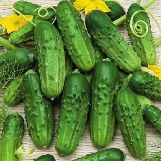 10+ Seeds Cucumber Be st Seller F1 Hybrid - Vegetable Self-Pollinated