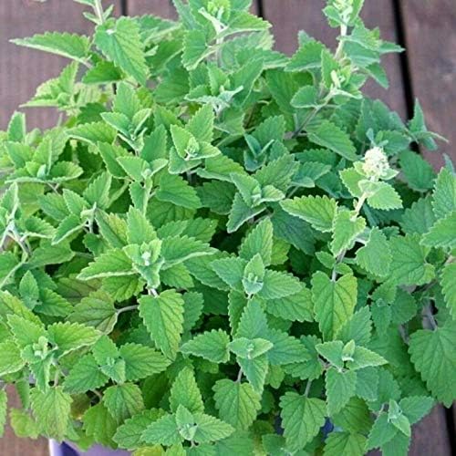 Seeds4planting - Seeds Catmint (Catnip Catwort Catswort) Perennial Herbs Non GMO