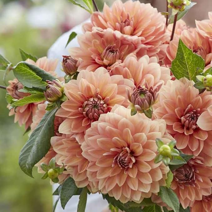 Eden Brothers Dahlia Bulbs (Waterlily) - Nicholas, Non-GMO Bulbs for Planting, 2 Bulbs | Low-Maintenance Flower Bulbs, Plant During Spring, Zones 8, 9, 10, 11