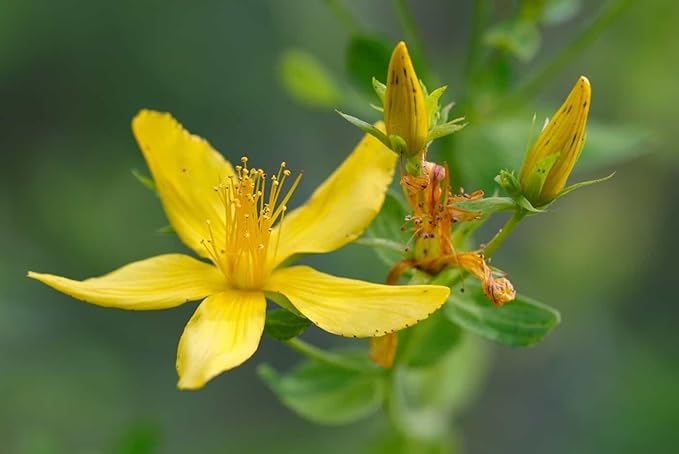SeedsUP - 1500+ Seeds St. John's Wort (Hypericum perforatum) - Herb Yellow