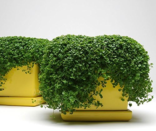 Park Seeds Mint Seeds, Varies of Fragrant Herb and Ornamental Garden Staple, Mini Ornamental, Pack of 10