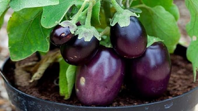 Eggplant Seeds- Black Beauty,50 Count COOL BEANS N SPROUTS Brand. Home Gardening.