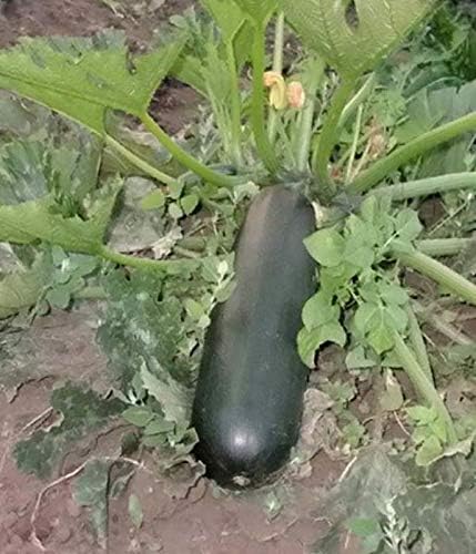 NIKA SEEDS - Seeds Vegetable Zucchini Black Beauty - 30 Seeds