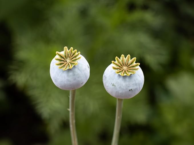 100 Annual Rose Red Poppy Seeds - Tall Rose Poppy with Black Markings