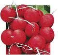 Park Seed Radish Vegatable Plant Seeds, Easy to Grow, Variety of Colors, Spring Garden, Annabel Hybrid, 15 Feet of Tape