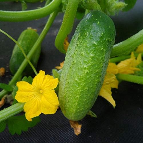 Cucumber Nezhyn Seeds – Open-Pollinated | 45–55 Days to Harvest | Crisp, High-Yielding Variety for Gardens & Containers