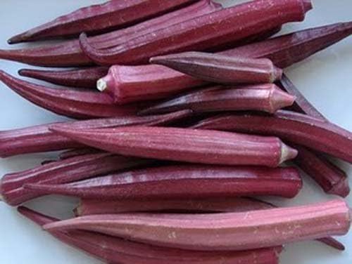 Okra RED Burgundy Great Heirloom Vegetable by Seed Kingdom Bulk 5 Lb Seeds