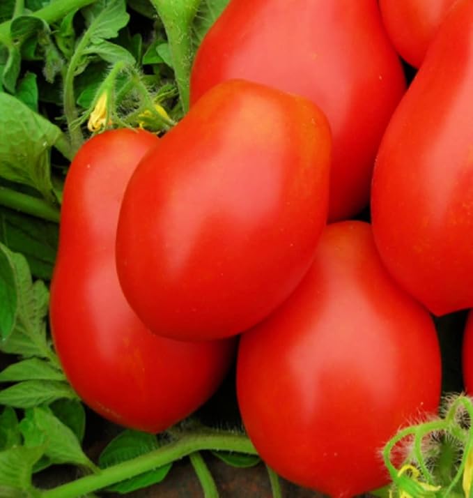 250 Roma VF Tomato Seeds for Planting Non GMO Heirloom Seeds Instant Latch Garden Vegetable Seed