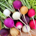 KIRA SEEDS - Seeds Radish Rainbow Mix Harvest Within 25 Days - Heirloom Vegetable - GMO Free