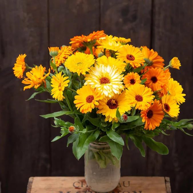 1000+ Calendula Seeds for Planting, Pacific Beauty Mix, Non-GMO, Edible & Medicinal Flowers, Bright Orange & Yellow Blooms, Pollinator Friendly, Annual Wildflower Seeds for Garden and Tea