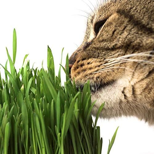 Organic Cat Grass Seeds – Non-GMO Hard Red Wheatgrass Seeds for Cats, Dogs, Rabbits – Grows in Cat Grass Kits – 12 oz