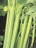 Giant Golden Pascal Celery Seed - 1 OZ Bulk ~65,000 Seeds - Heirloom, Open Pollinated, Non-GMO, Heirloom, Farm & Vegetable Gardening Seeds