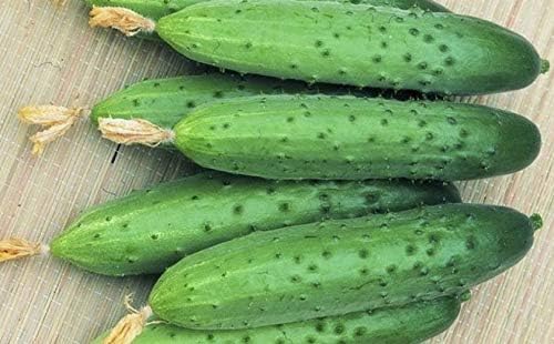 Seeds4planting - Seeds Indoor Cucumber April F1 Self-Pollinated 40 Days Pickling Giant Long Vegetable Non GMO