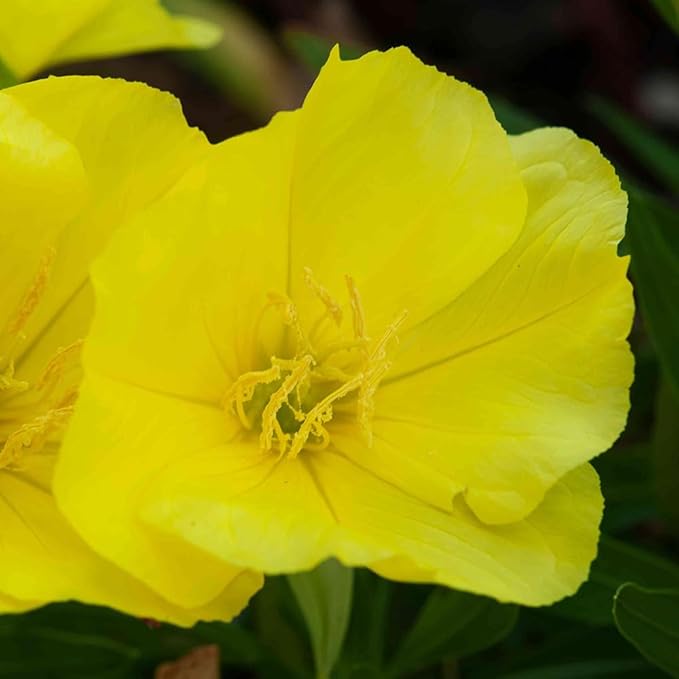 100 X Yellow Evening Primrose Seeds for Planting Outdoor Grow Flowers in Pots Basket Gardens Multicolor Flowers Seeds