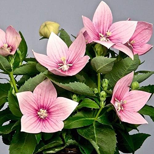 Seeds Pink Balloon Flower Platycodon Chinese Bellflower Perennial Flowers