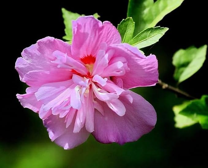 Multicolor Hibiscus Seeds Perennials Rare Non-GMO Heirloom Variety for Your Garden Rose of Sharon Syriacus Hibisceae Beautiful 50pcs