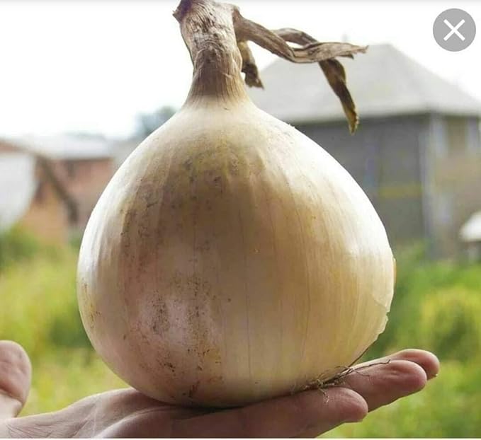 Seeds Vegetable Giant Onion Neutral Yellow Spicy Chalcedony for Planting Non GMO - 300 Seeds