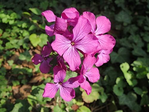 Seeds4planting - Seeds Silver Dollar Money Plant (Lunaria Biennis) Biennial Flowers Non GMO