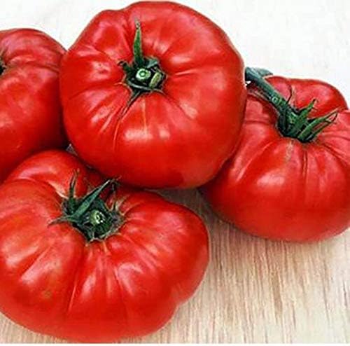 CEMEHA SEEDS - Seeds Giant Beefsteak Tomato Bear Paw Indeterminate Non GMO Vegetable for Planting