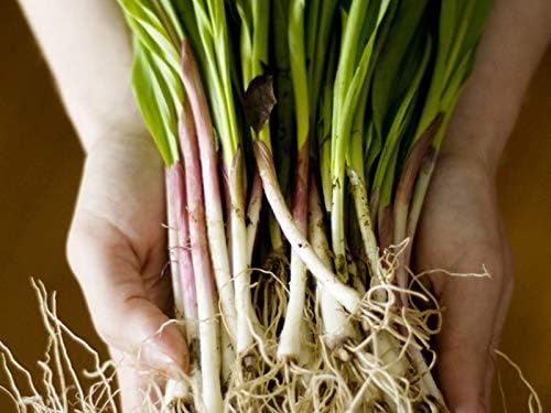 Wild Garlic Ramsons Bear Leek Wild Onion Seeds for Planting 100+ Non-GMO Seeds Herbs & Vegetable Garden