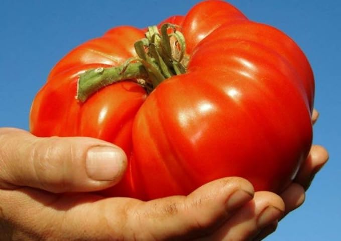 Seeds Vegetable Beefsteak Tomato Red Giant Indetereminate Non GMO for Planting Heirloom