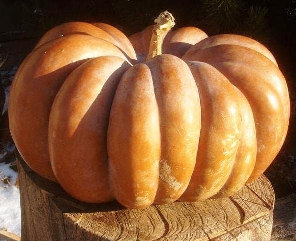 SeedsUP - 10+ Seeds Pumpkin Musquee de Provence - Vegetable Orange