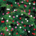 Park Seed Cypress Vine Mix Seeds, Fern-Like Leaves, Brilliant Flowers, Pack of 30 Seeds