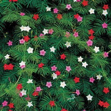 Park Seed Cypress Vine Mix Seeds, Fern-Like Leaves, Brilliant Flowers, Pack of 30 Seeds