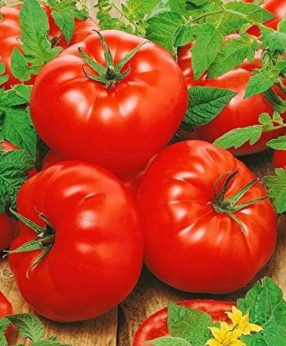 Seeds Red Mikado Tomato Heirloom Vegetable for Planting Non GMO