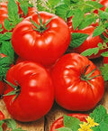Seeds Vegetable Red Mikado Tomato - 50 Seeds