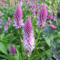 Outsidepride Spicata Celosia Seeds - 2000 Pcs Perennial Tall Weather-Resistant Flower Seeds for Planting Vibrant Plumes, Great for Containers, Borders, Pollinator-Friendly Gardens & House Plants
