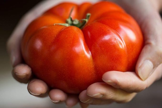 RAISE ME UP: Seeds Red Giant Beefsteak Tomato Indeterminate Non GMO Heirloom