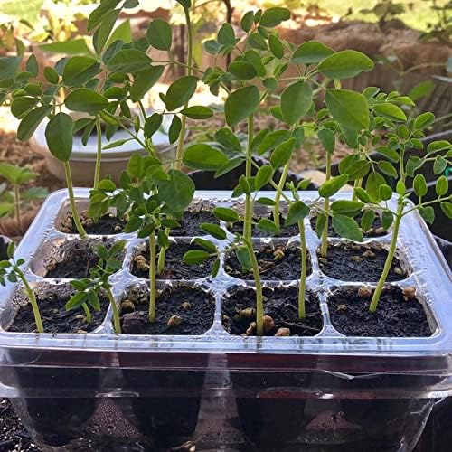 100 Moringa Seeds Approx | Moringa Seeds for Planting | Edible, Excellent Germination | Premium Grade PKM1 | Semillas de Moringaa Seed for Eating | Malunggay
