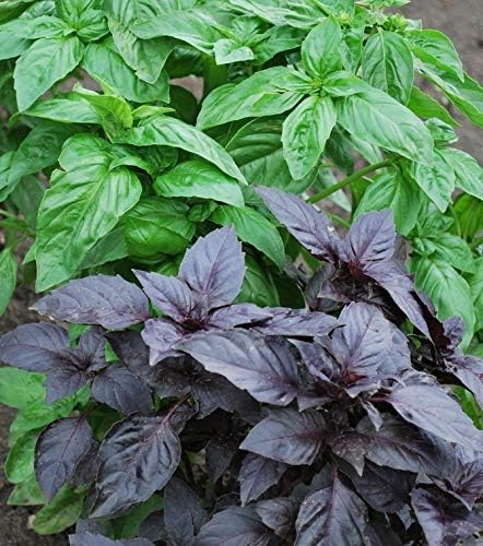 Seeds Basil Mix (Red, Green, Purple, Genovese, Corsican, Lemon, Lime) Indoor Sweet Heirloom Herbs Non GMO