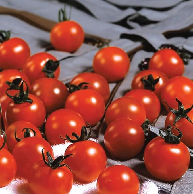 Park Seed Variety of Tomato Seeds, Planting Vegetables, Easy to Grow, Non-GMO, Perfect for Harvesting, Sweet Million Hybrid, Pack of 250