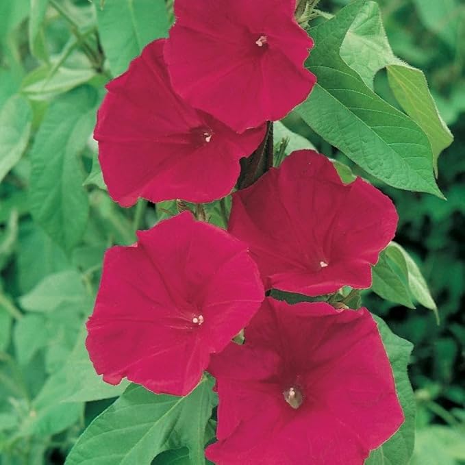 Park Seed Morning Glory Vine Flower Plant Seeds, Easy to Grow, Perfect for Spring Garden, Scarlet O'Hara, Pack of 25